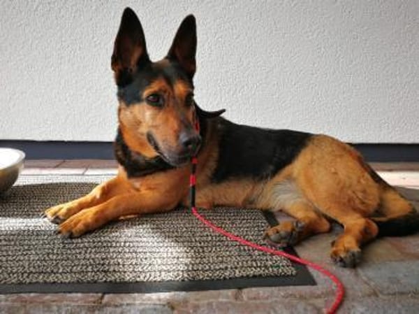 Tulma1 sucht ein Zuhause/Pflegestelle