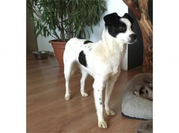 Sookee -wartet in 54497 Morbach