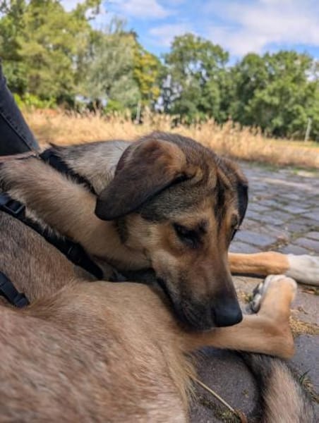 freundl. Hündin, Nena sucht ihre Familie