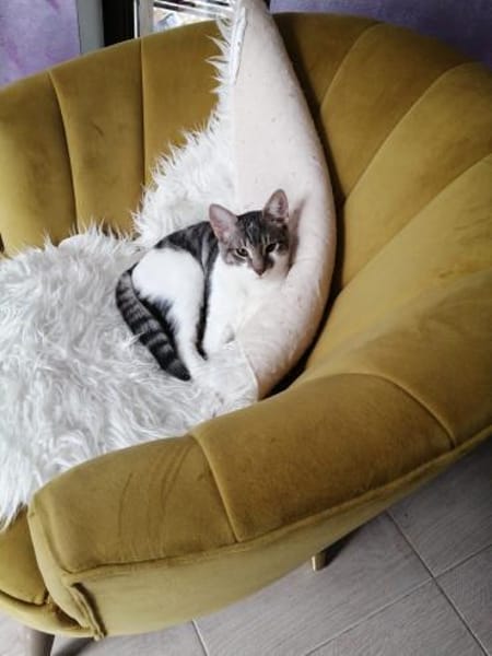 liebes Hauskaterle Nett in 33829