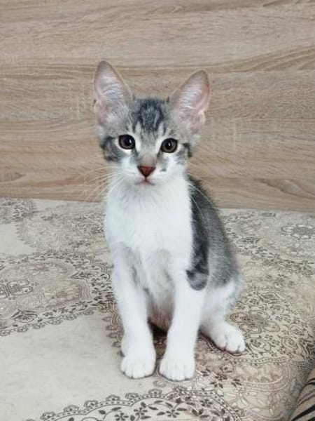 liebes Hauskaterle Nett in 33829