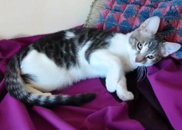 liebes Hauskaterle Nett in 33829