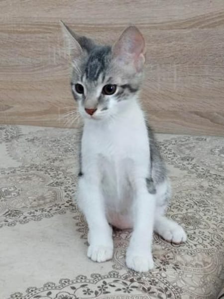 liebes Hauskaterle Nett in 33829