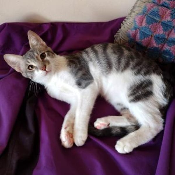 liebes Hauskaterle Nett in 33829