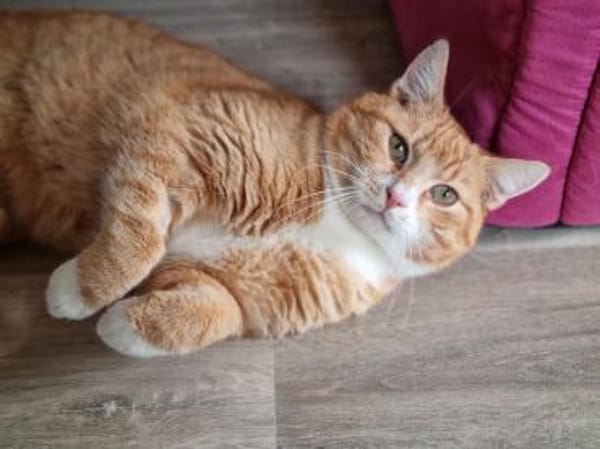 KENO - geb. ca. 2017 - FIV positiv