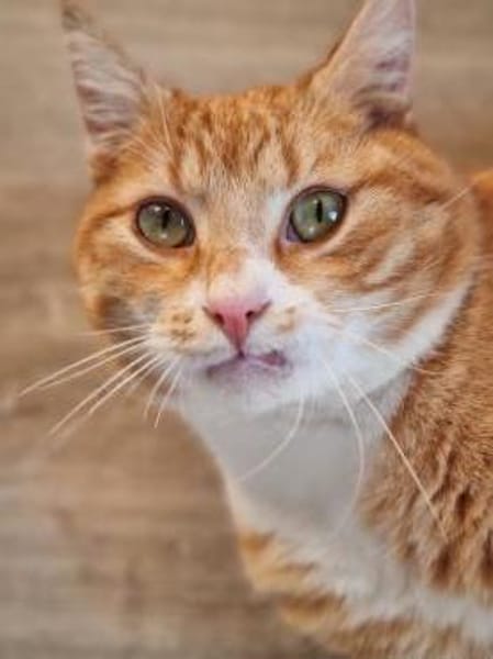 KENO - geb. ca. 2017 - FIV positiv