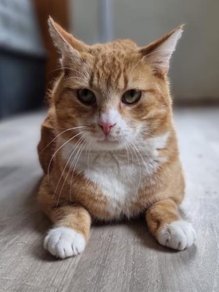 KENO - geb. ca. 2017 - FIV positiv