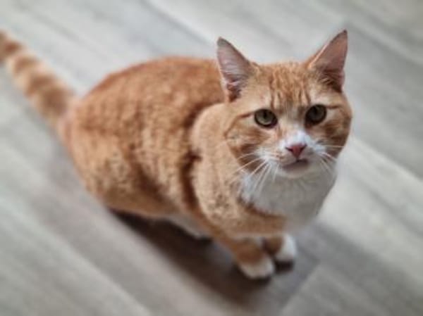 KENO - geb. ca. 2017 - FIV positiv