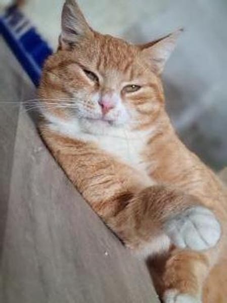 KENO - geb. ca. 2017 - FIV positiv
