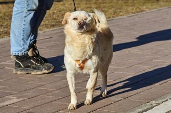 Eshtie, kleiner Pirat sucht seine Heimat