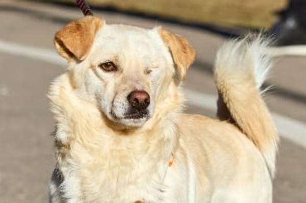 Eshtie, kleiner Pirat sucht seine Heimat