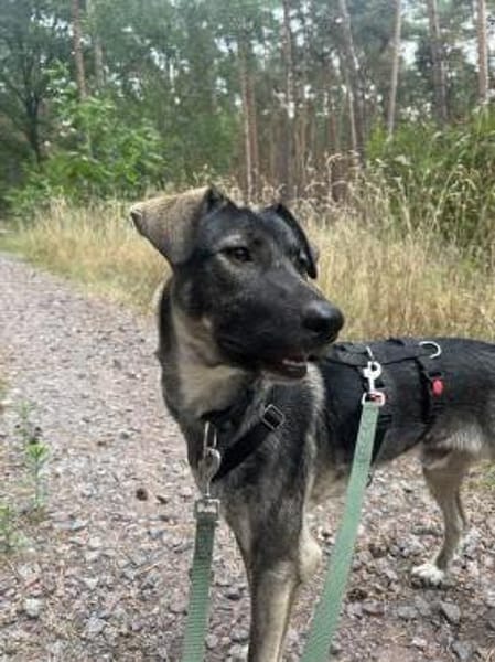 Junghund MORITZ sucht sein Zuhause!