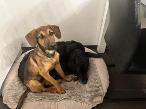 Kayo -zur Pflege in 23701 Bockholt-