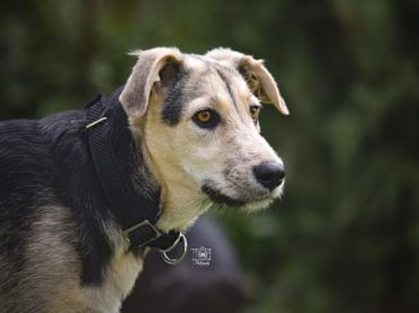 Bongo möchte endlich ankommen