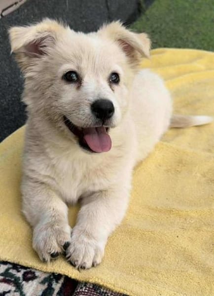 Corgi  24 cm 3 monate