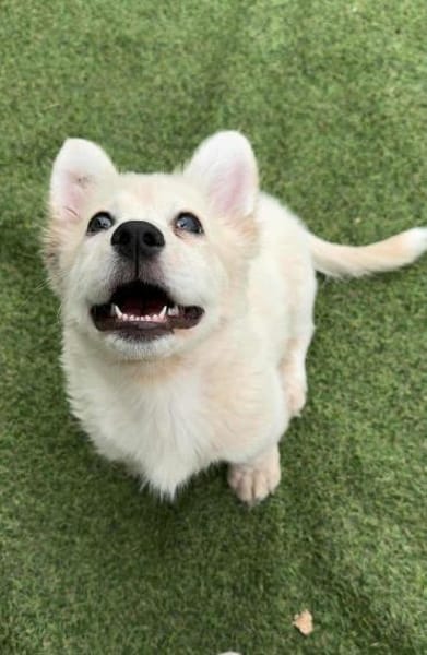 Corgi  24 cm 3 monate