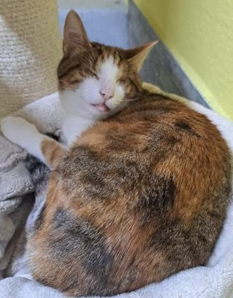 schüchterene Neyla sucht ein Zuhause