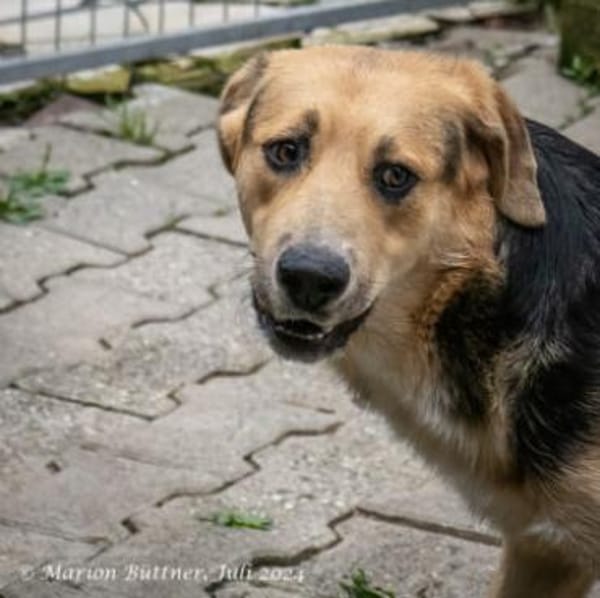 Casper sucht ein liebevolles Zuhause