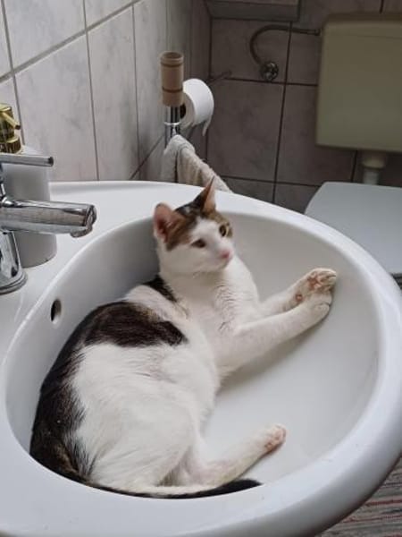 Lieber Paco sucht schönes Zuhause, gerne