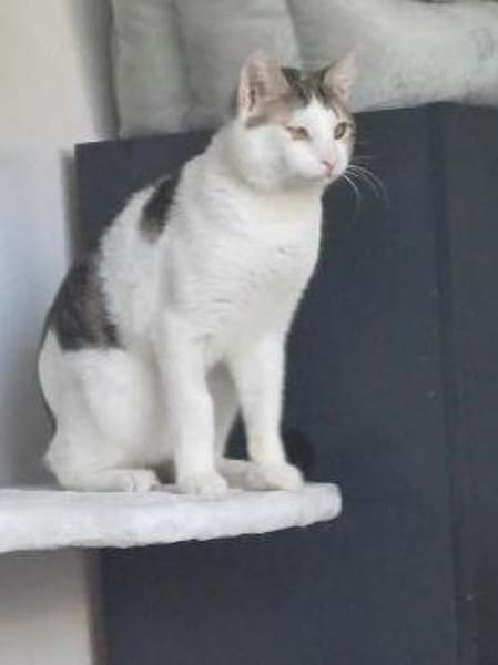 Lieber Paco sucht schönes Zuhause, gerne