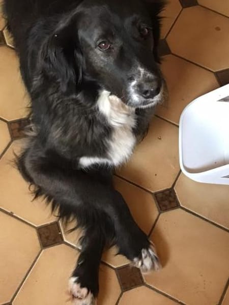 Paco 🍀🍀🍀 ist ein toller Rüde
