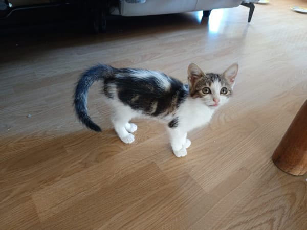 MILLA