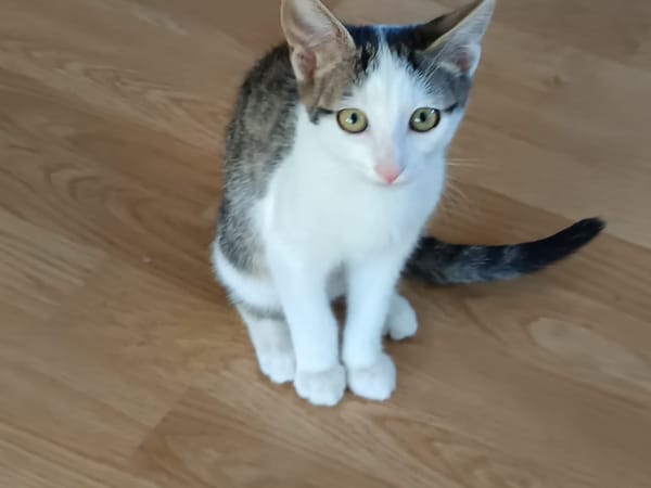ELLIE