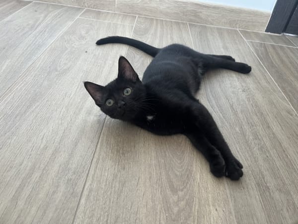 DRACO