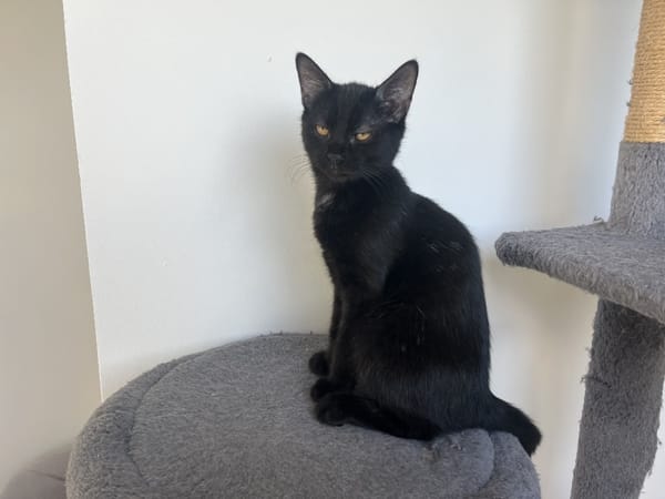 NARCISSA