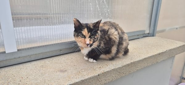 CATLICIOUS
