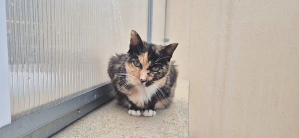 CATLICIOUS