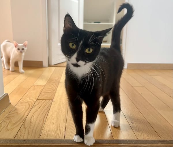 BELLATRIX