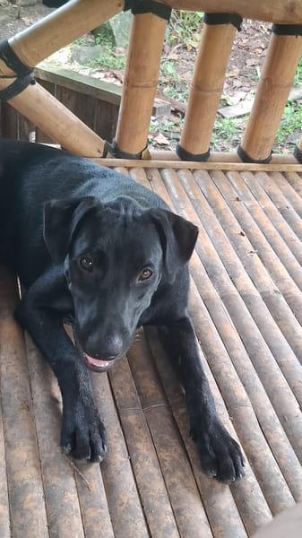 HIERROS Mâle junior Berger Créole