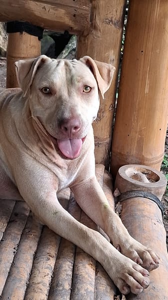 PHOENIX Croisée Labrador Femelle junior