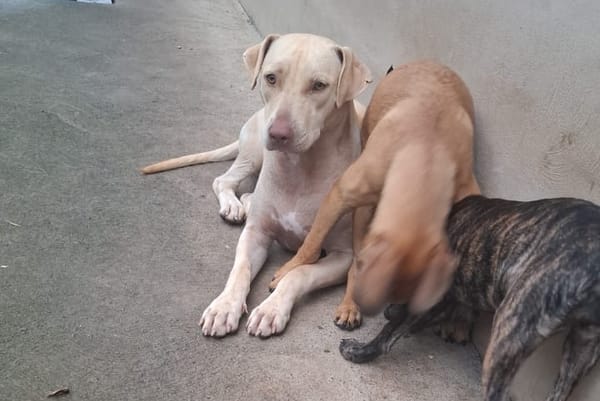 PHOENIX Croisée Labrador Femelle junior