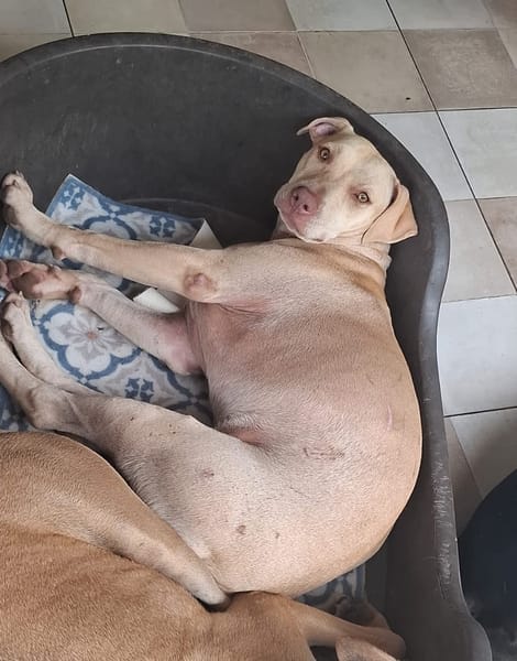 PHOENIX Croisée Labrador Femelle junior