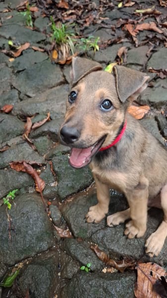 VOLTAIRE, chiot mâle Berger Créole
