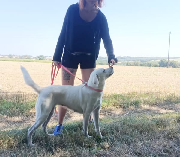LILOU Berger Créole Femelle adulte