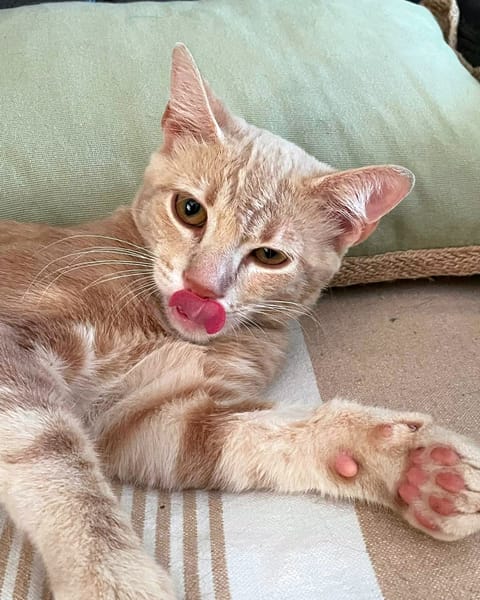 CLOVER-RON
