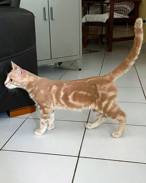 CLOVER-RON