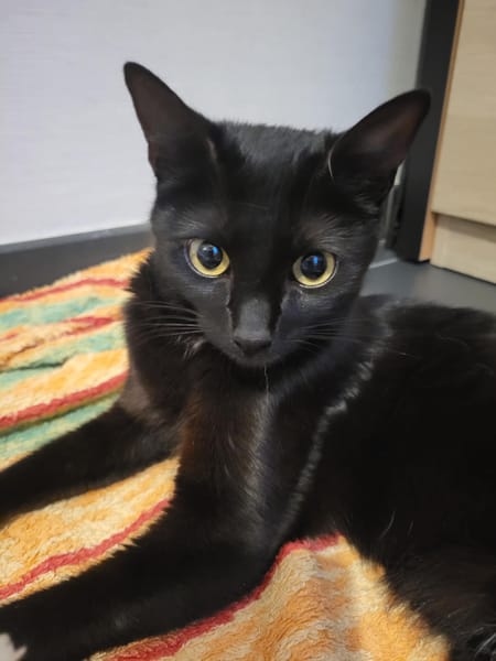 Zora