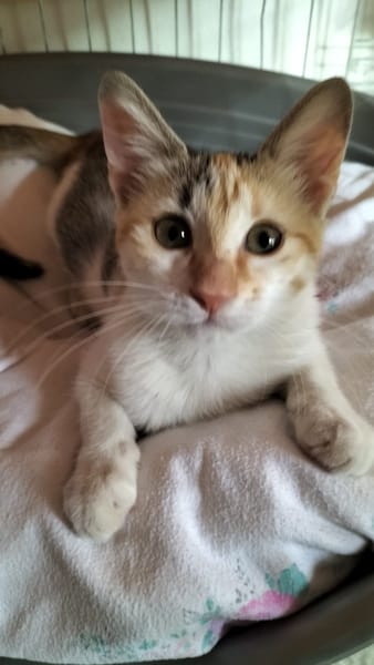 MACCHIA gattina dolcissima