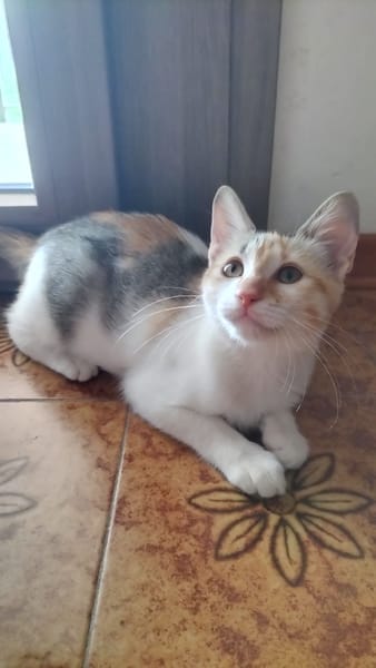 MACCHIA gattina dolcissima