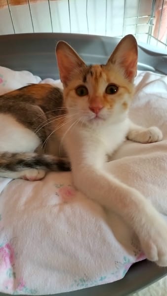 MACCHIA gattina dolcissima