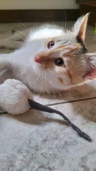 MACCHIA gattina dolcissima