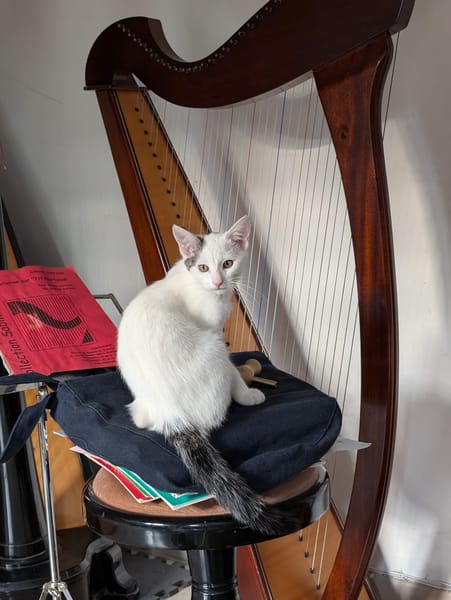 SIDONIE