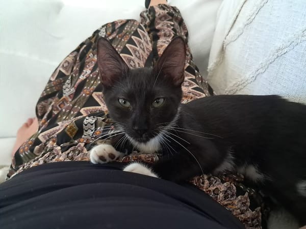 HUGGY-WUGGY, chaton mâle type européen