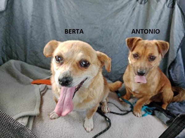 Berta