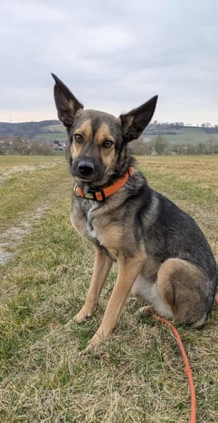 VANJO  2 Jahre 💜 sucht sein ZUHAUSE