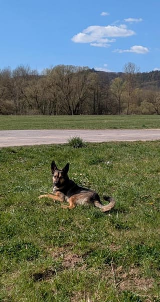 VANJO  2 Jahre 💜 sucht sein ZUHAUSE